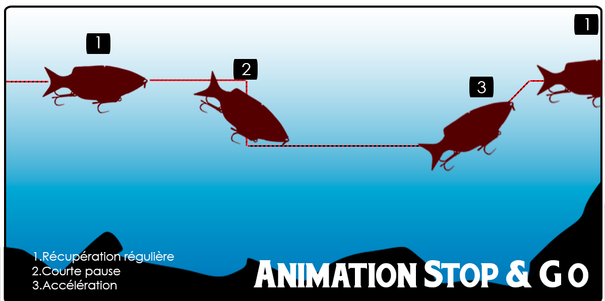 animation lineaire swimbait