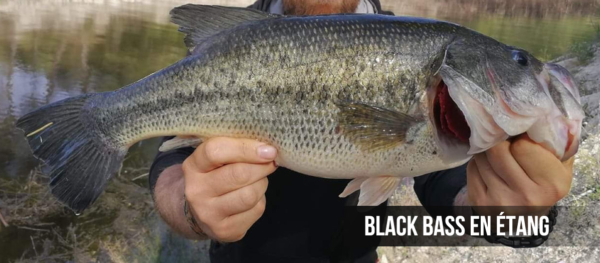 pêche du black bass au leurre dur poisson nageur