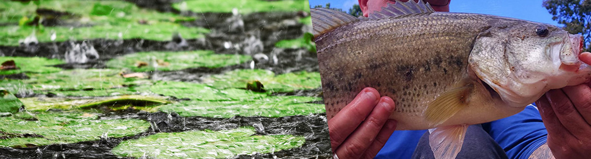 pêche de gros black bass nenuphar cover vegetal hameçon texan anti accroc herbier