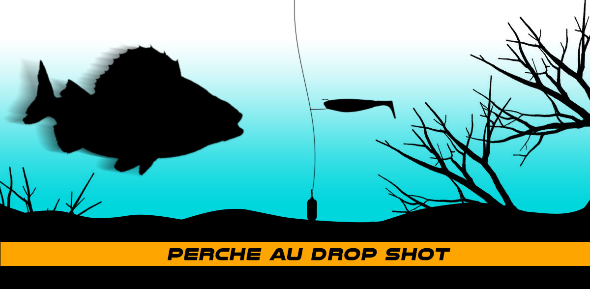 pêche de grosses perche au leurre souple shad linéaire drop shot