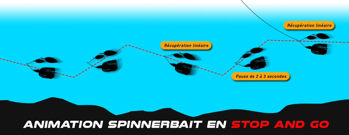 animation lineaire avec pause stop and go peche au spinnerbait