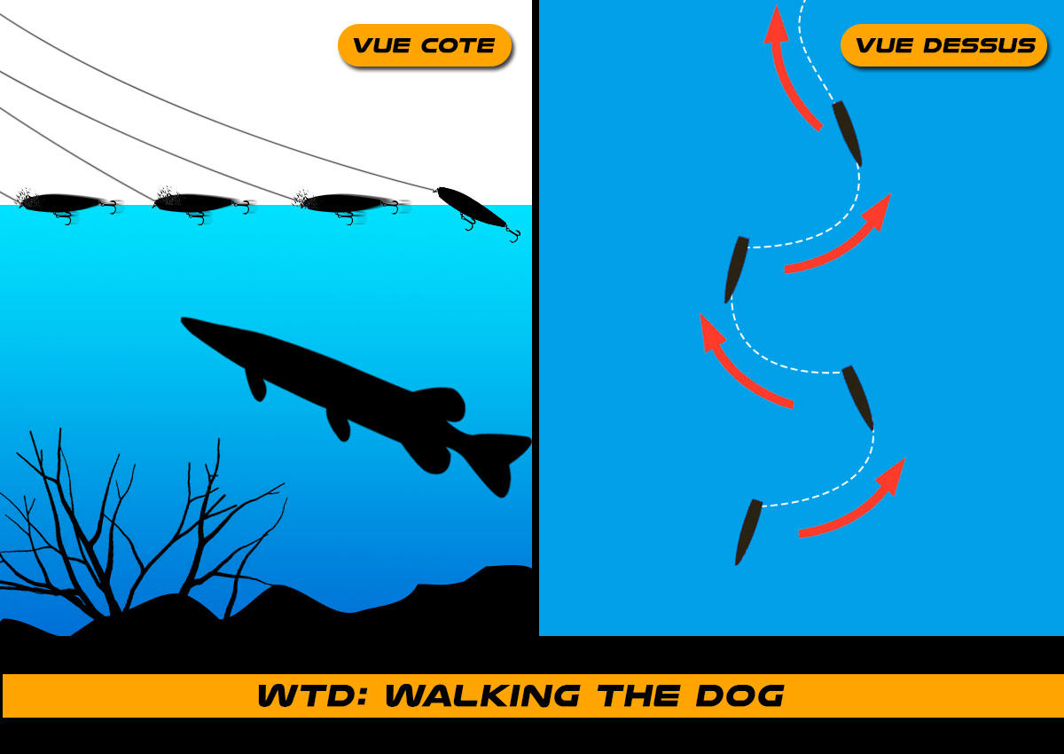 walking the dog animation leurre de surface wtd stickbait popper