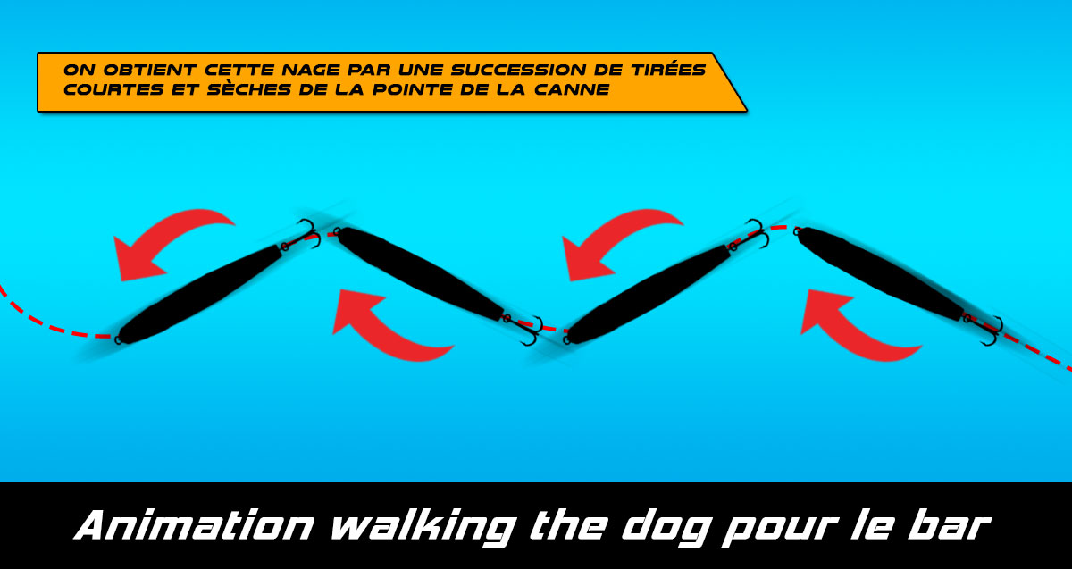 leurre dur stickbait animation walking the dog WTD leurre de surface bar loup mer
