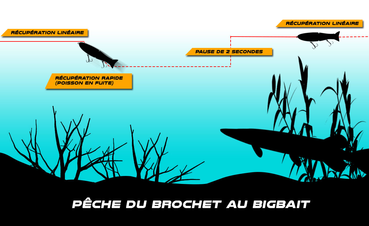 comment pecher animer nage animation leurre big bait gros leurres gros poissons brochet swimbait articule